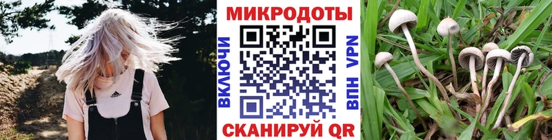 наркотики Можга Псилоцибиновые грибы Cubensis